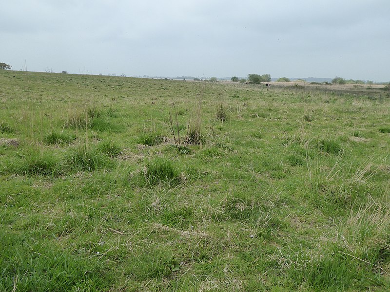 800px-carlton marshes 1