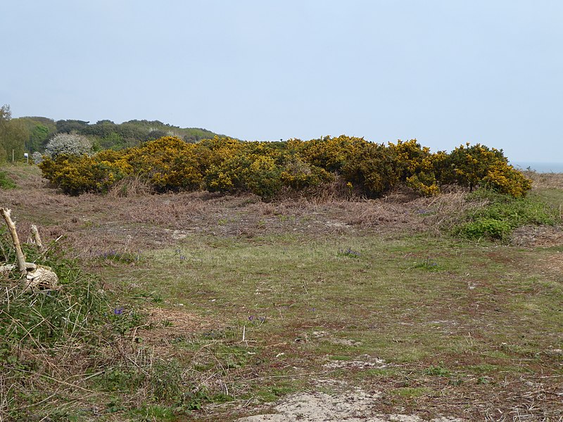 800px-gunton warren 13